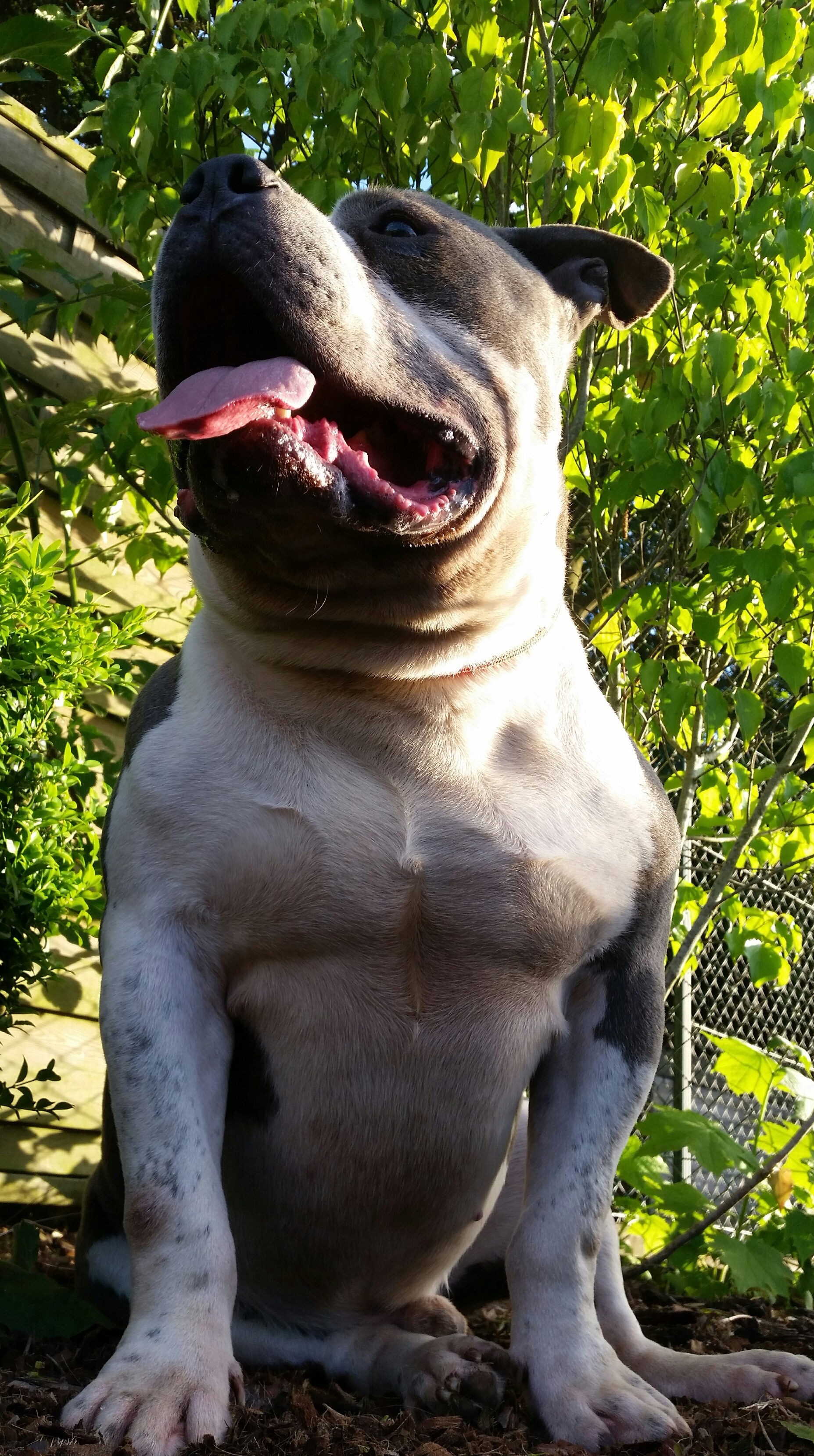 American Bully Kennel The Falcon Lionheart Bloodline Micron