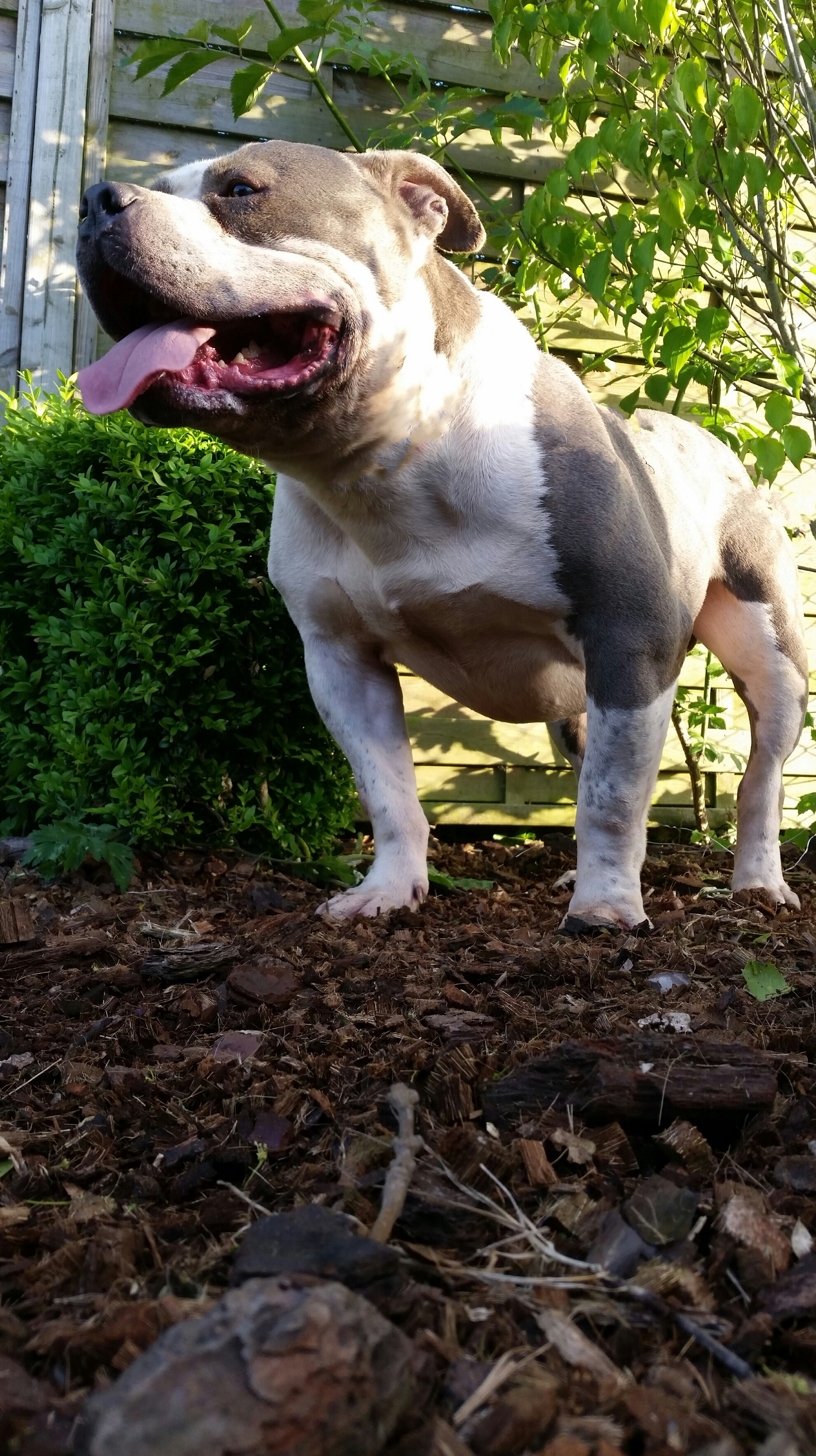 American Bully Kennel The Falcon Lionheart Bloodline Micron